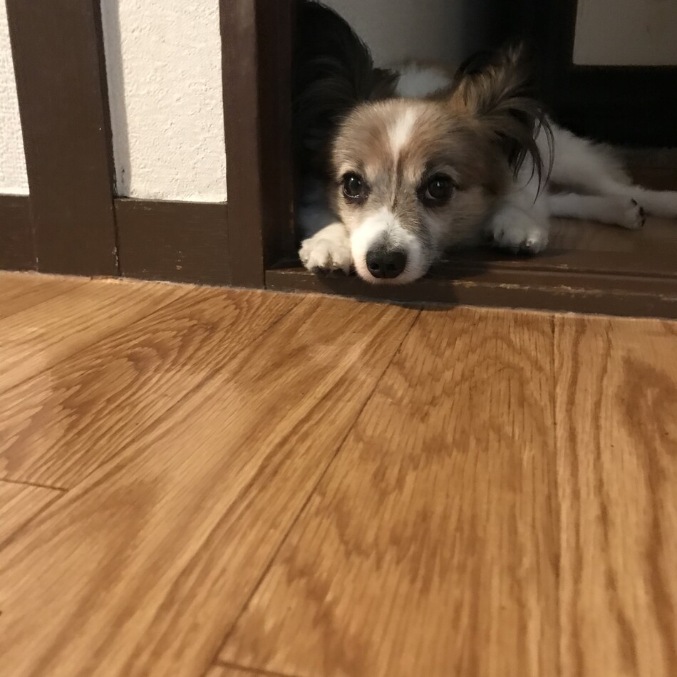 ヨンのカバー写真