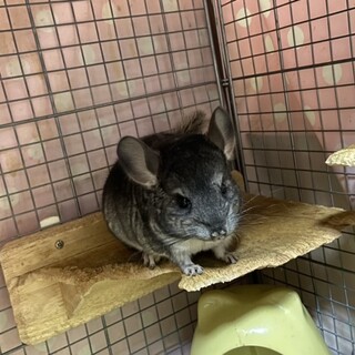 チンチラグレーメス8ヶ月オス4歳メス3歳