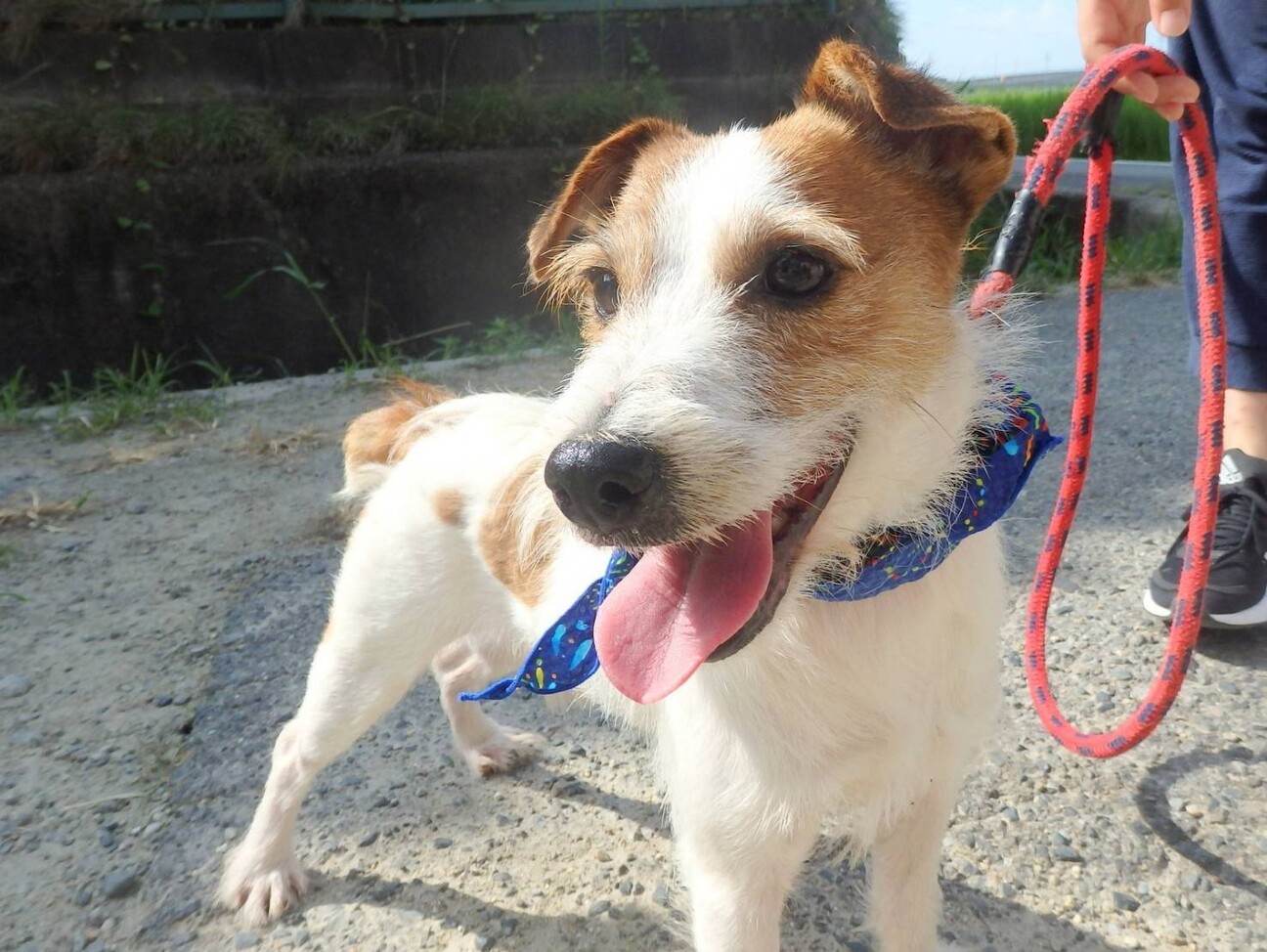 ジャックラッセル男の子 奈良県 犬の里親募集 ペットのおうち 月間利用者150万人