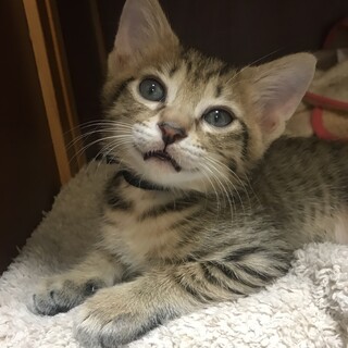 2ヶ月　仔猫　兄弟