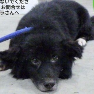 人からご飯をもらっていました