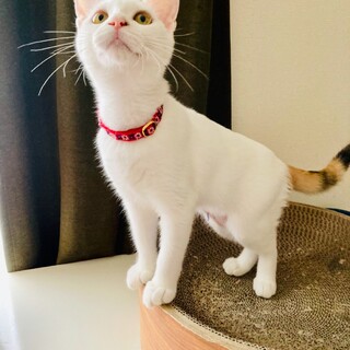こう見えて三毛猫  ❤️  飛び三毛のランディ