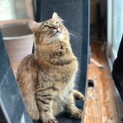 長毛がふわふわの♀