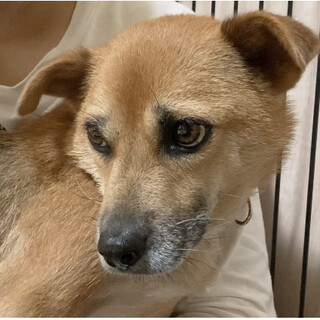 困ったお顔が可愛い、こまるちゃん.。.♡*゜