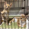 【募集終了しました】可愛い茶トラ茶白の子猫姉妹
