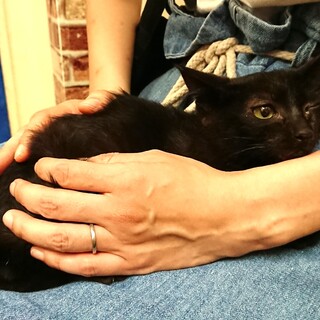 おっとり可愛い黒猫ちゃん！ ※ハンデあり