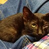 おっとり可愛い黒猫ちゃん！ ※ハンデあり サムネイル2
