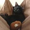 おっとり可愛い黒猫ちゃん！ ※ハンデあり サムネイル3