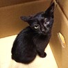 おっとり可愛い黒猫ちゃん！ ※ハンデあり サムネイル4