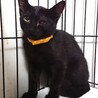 おっとり可愛い黒猫ちゃん！ ※ハンデあり サムネイル6