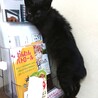 おっとり可愛い黒猫ちゃん！ ※ハンデあり サムネイル7