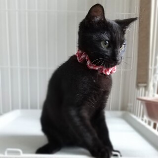 生後3.5か月黒猫小柄やんちゃ男子