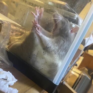 ケージ掃除のんずかな時間の水槽でリラックス寝る気満々のテディ