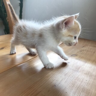 元気いっぱい、人懐っこいわんぱく男の子