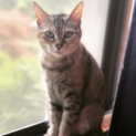 懐っこい姉妹猫⭐︎避妊済み