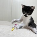 個性的な模様の白黒くん【保護子猫4兄弟】