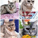 緊急！懐っこい子達。飼い主さん急病。