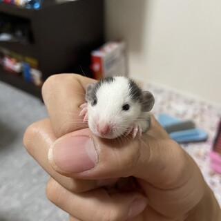 ファンシーラットの赤ちゃんの里親募集します！