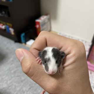 ファンシーラットの赤ちゃんの里親募集します！