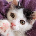 白黒ふわふわ子猫のちーちゃん☆家族募集中！