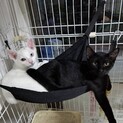 白のオッドアイ君と真っ黒クロベエ君2匹兄弟です。