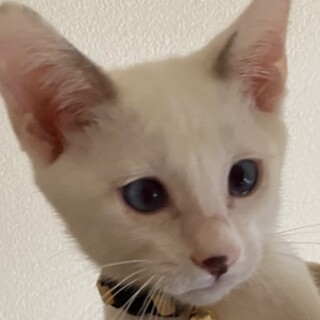 シャム系の美猫☆あずき君❣️