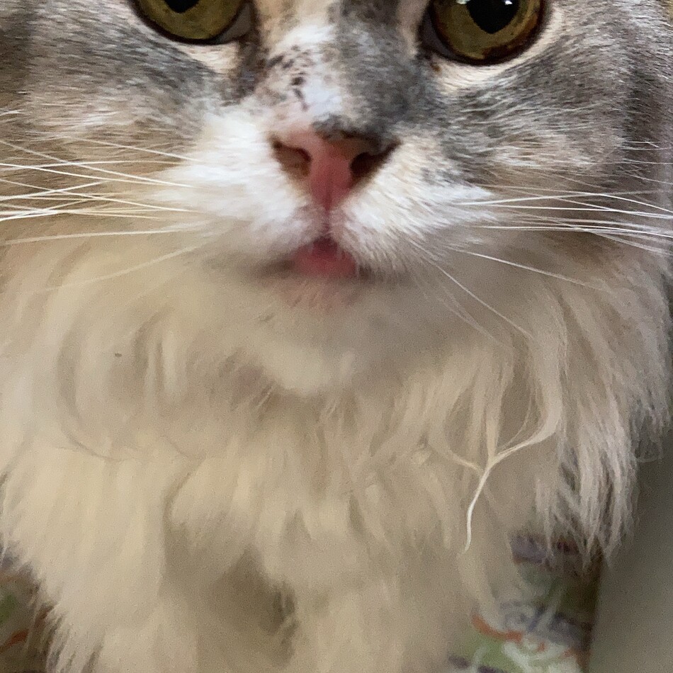 るねのカバー写真