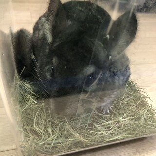 チンチラ飼育のアイテムはそろっています