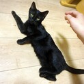 甘えん坊の黒猫ちゃん♡