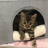 あずき