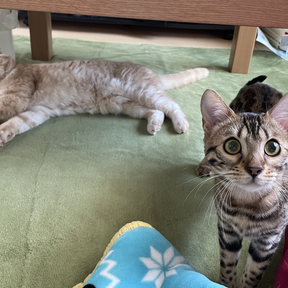 あずきのカバー写真