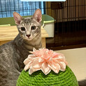 綺麗なグレーの兄弟子猫