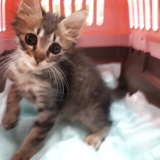 ふわふわのキジトラのカイくん