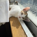 再募集　ボブテイルの４ヶ月くらいの女の子