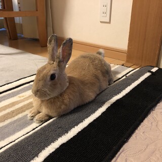 むっちりボディの美人さん【たまこちゃん】