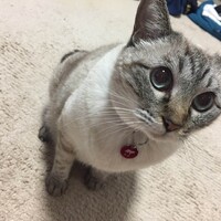 はな
