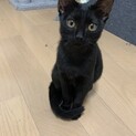 【急募】甘えん坊な黒猫子猫　女の子