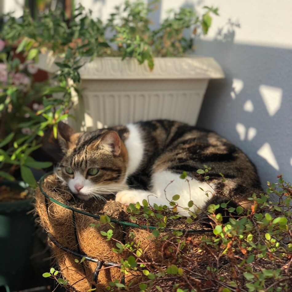 うりのカバー写真