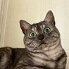 かぎしっぽのまる