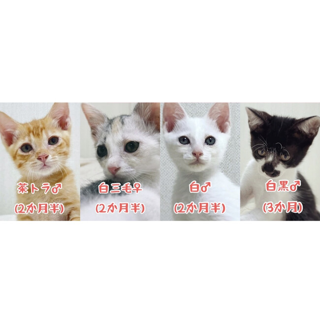かぎしっぽのまるのカバー写真