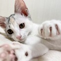 里親決定！ありがとうございました！パステル三毛