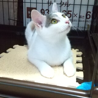 三毛猫美人 小福ちゃん(仮)