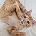 うるうるおめめの茶トラくん【保護子猫4兄弟】