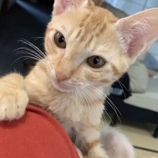 里親決定。甘えん坊のしんのすけ