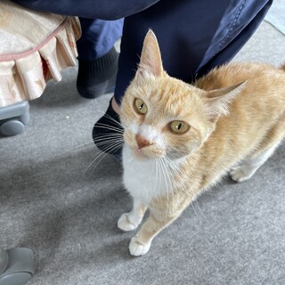 推定1歳10ヶ月 女の子避妊手術済み　姉妹②