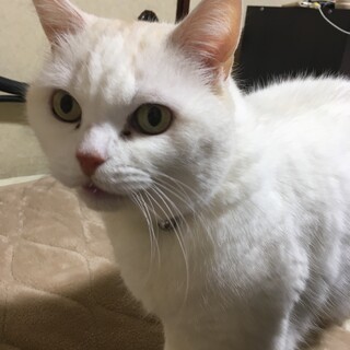 スコティッシュフォールド