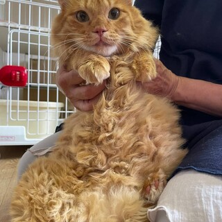 モフモフのデカ男君