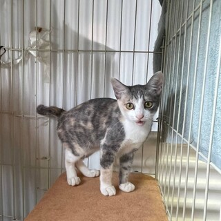 推定3ヶ月 三毛猫