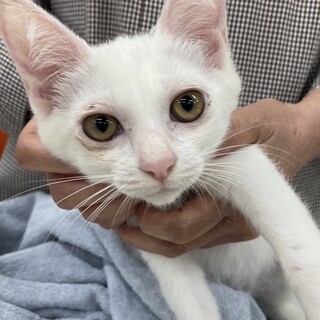 シャイで穏やかな白猫ハナコちゃん