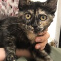甘えん坊で個性的なサビ猫の女の子♡音ちゃんです。